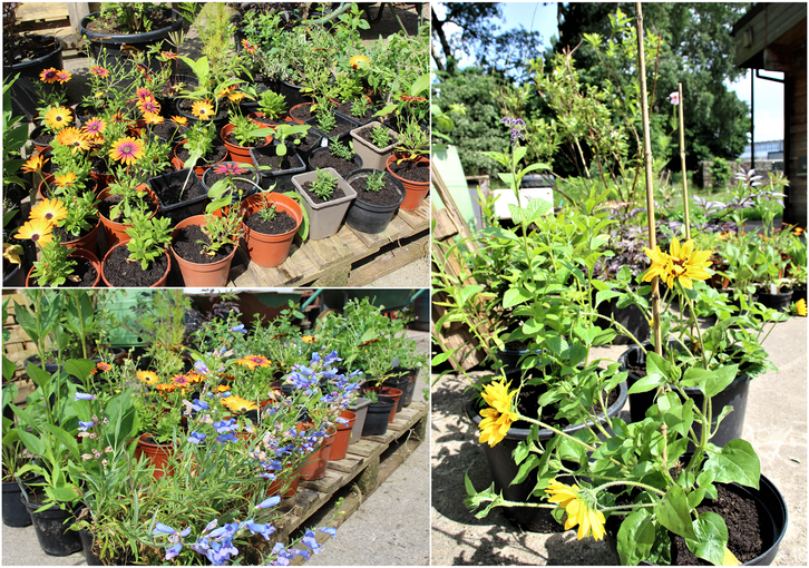 RHS Flower Show - Flowers.png